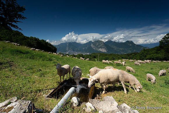 Mouton