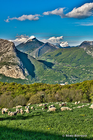 Mouton