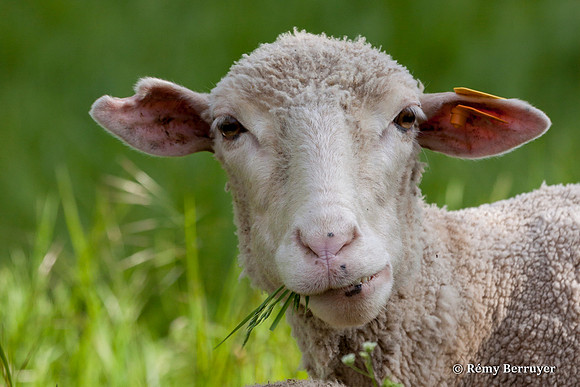 Mouton