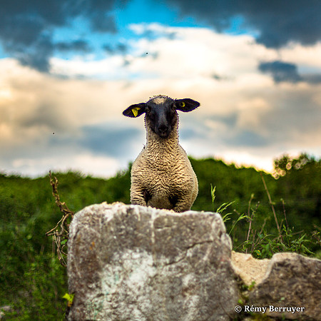Mouton