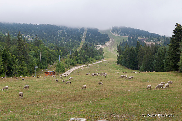 Mouton