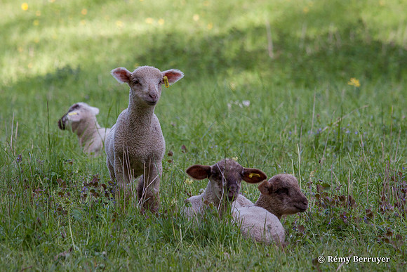 Mouton