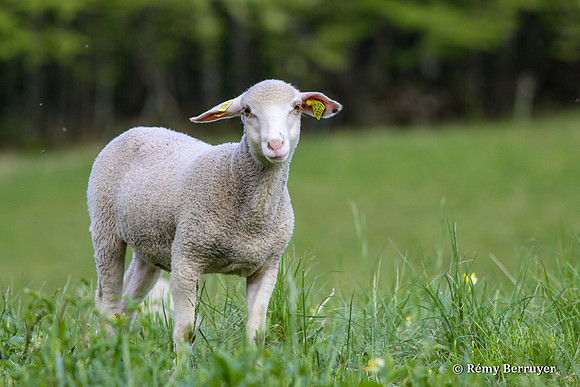 Mouton