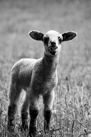 Mouton