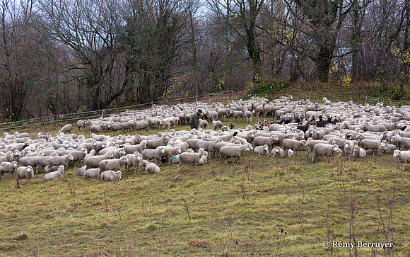 Mouton