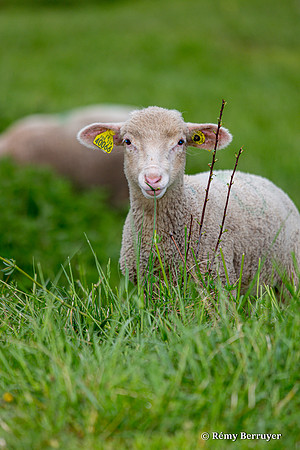 Mouton