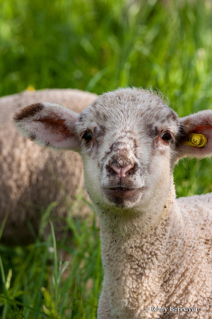 Mouton
