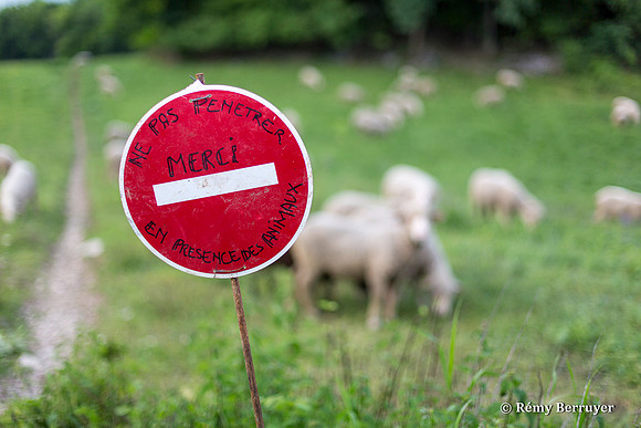 Mouton