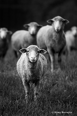 Mouton