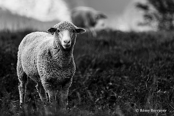 Mouton