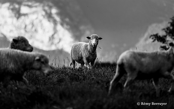 Mouton
