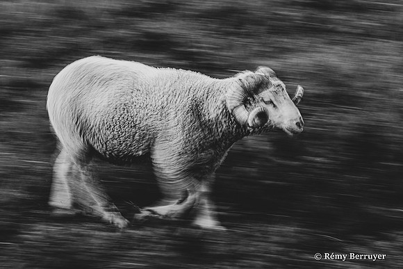 Mouton