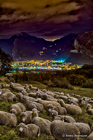 Moutons