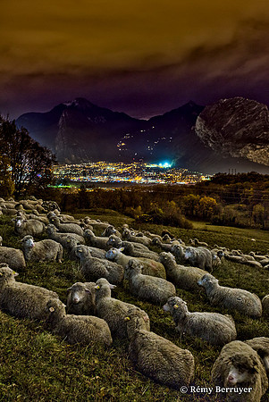 Mouton