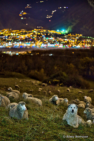 Mouton