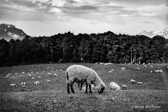 Mouton