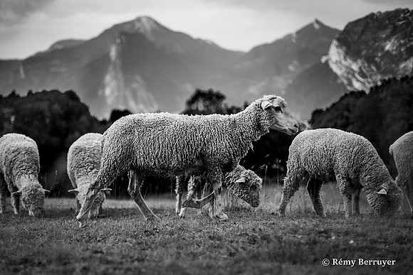 Mouton