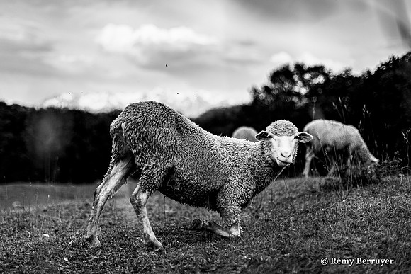 Mouton