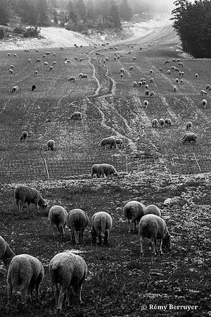 Mouton