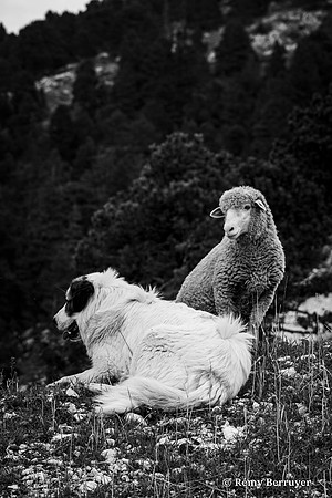 Mouton