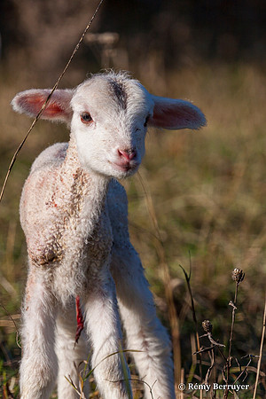 Mouton