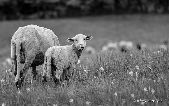 Mouton
