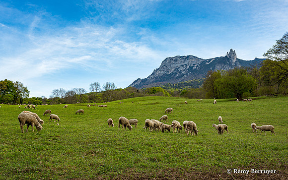 Mouton