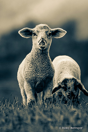 Mouton