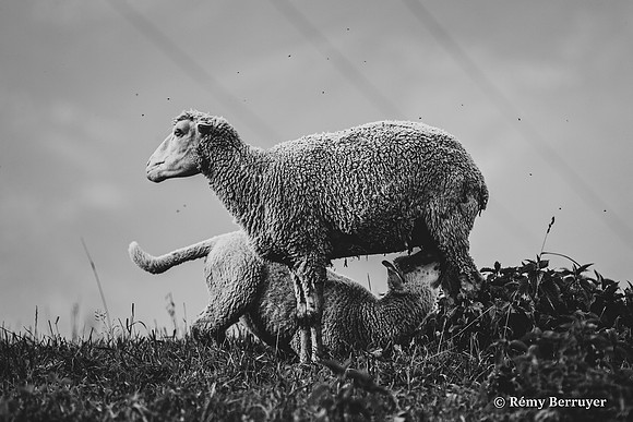 Mouton