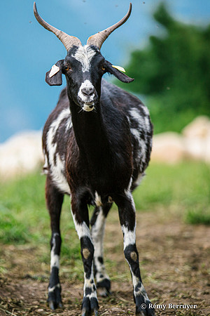 Mouton