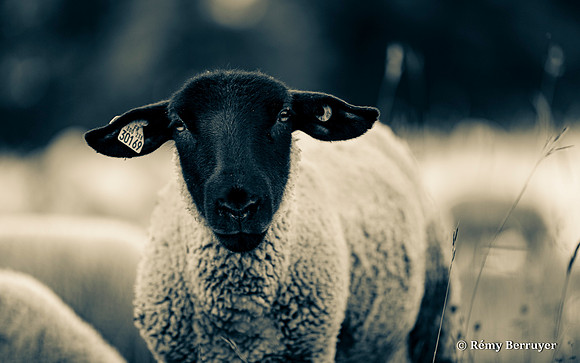 Mouton