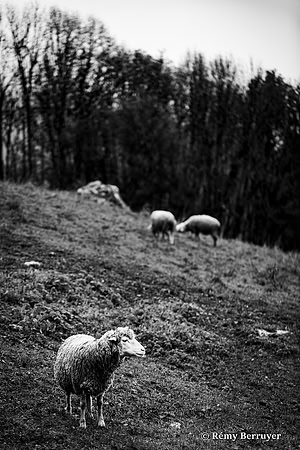 Mouton