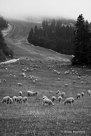 Mouton