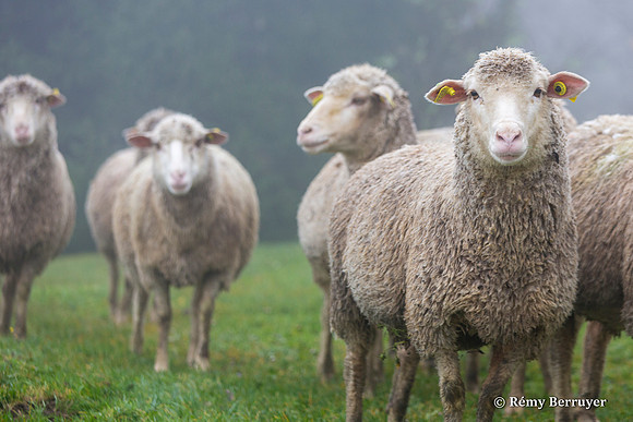 Mouton