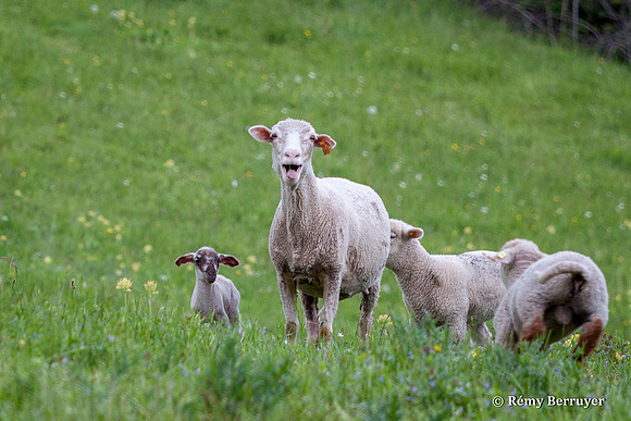 Mouton