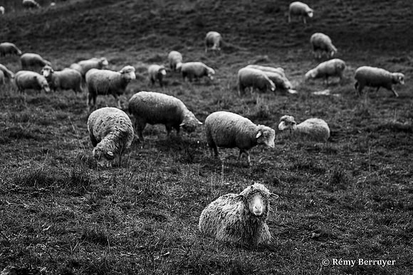 Mouton