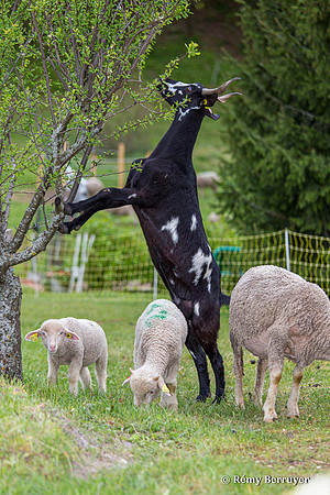 Mouton