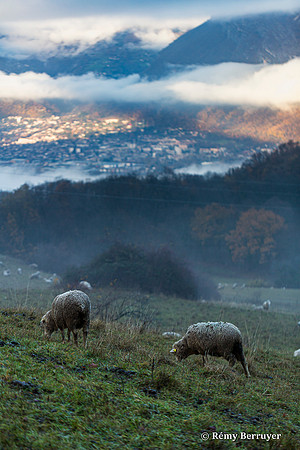 Mouton