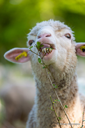 Mouton