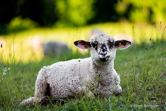 Mouton
