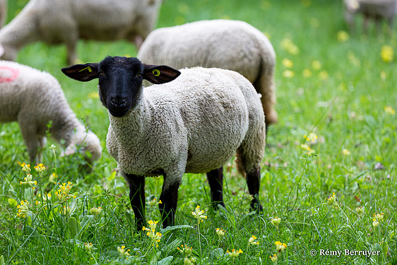 Mouton