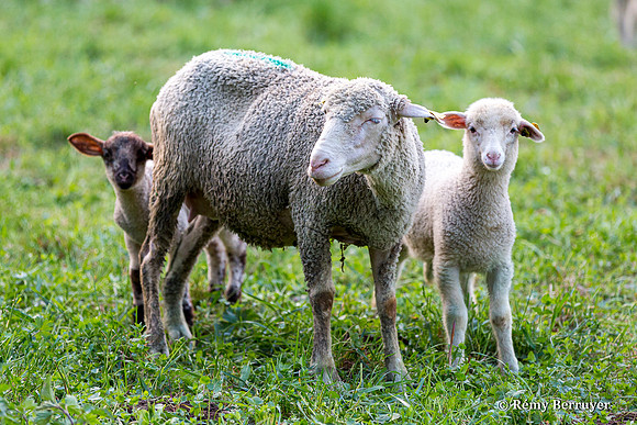 Mouton