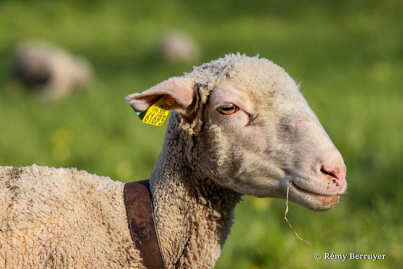 Mouton