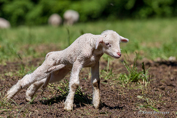 Mouton