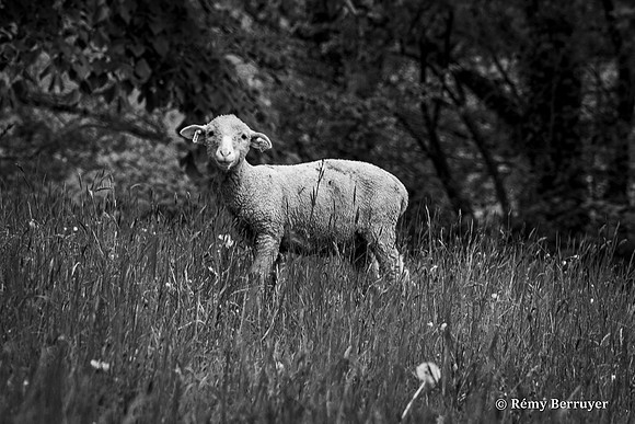 Mouton