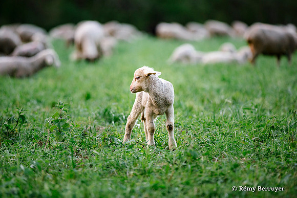Mouton