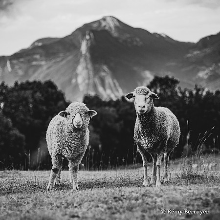 Mouton