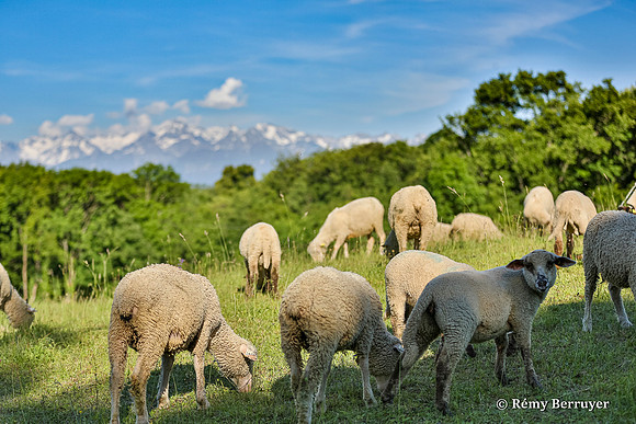 Mouton