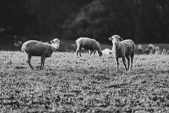 Mouton
