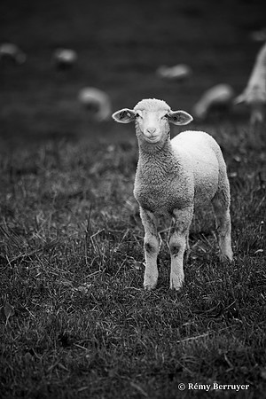 Mouton